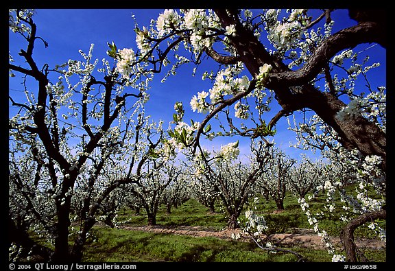 Orchards trees in blossom, Central Valley. California, USA