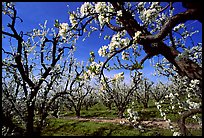 Orchards trees in blossom, Central Valley. California, USA ( color)
