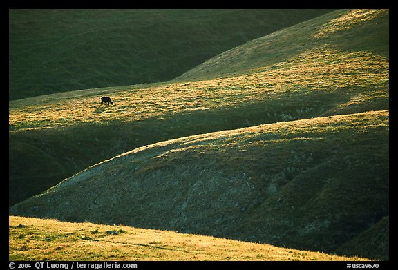 Cow on hilly pasture, Southern Sierra Foothills. California, USA
