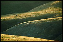 Cow on hilly pasture, Southern Sierra Foothills. California, USA