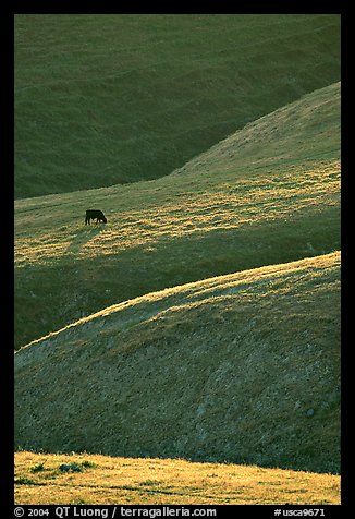 Cow on hilly pasture, Southern Sierra Foothills. California, USA (color)