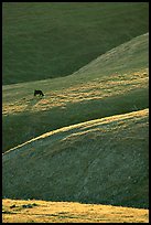 Cow on hilly pasture, Southern Sierra Foothills. California, USA (color)