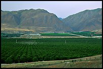 Irigated farmlands, Southern Sierra Foothills. California, USA