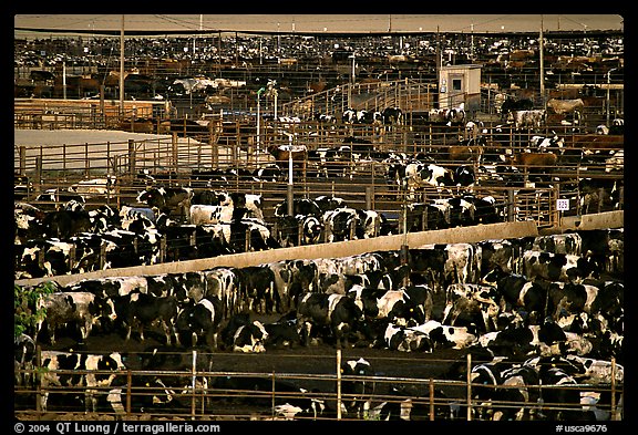 Cattle, Central Valley. California, USA (color)