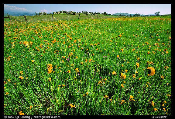 Wildflowers and fence, Central Valley. California, USA