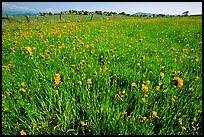 Wildflowers and fence, Central Valley. California, USA (color)