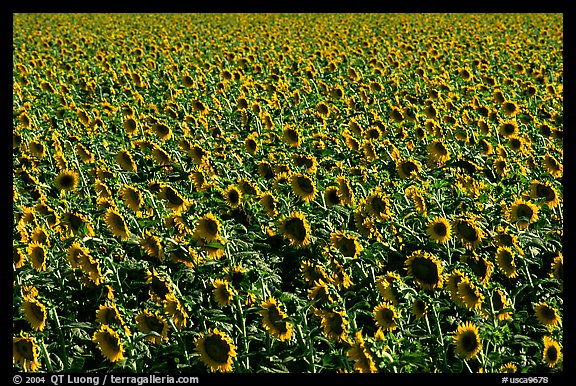 Sunflowers, Central Valley. California, USA (color)