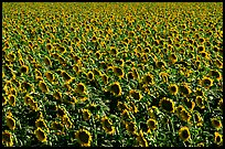 Sunflowers, Central Valley. California, USA (color)