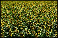 Sunflowers, Central Valley. California, USA