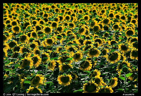 Sunflowers, Central Valley. California, USA