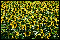 Sunflowers, Central Valley. California, USA ( color)