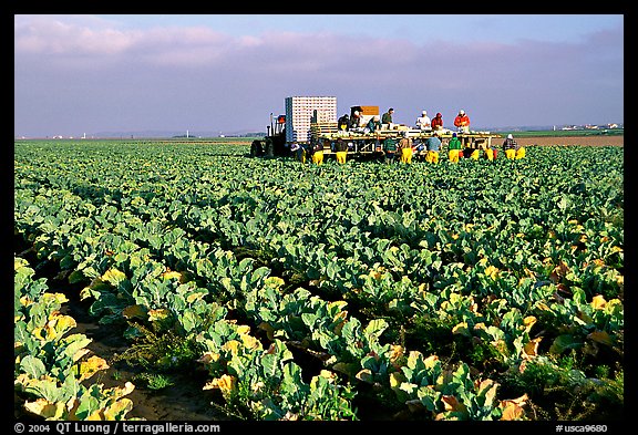 lettuce harvest, Salinas Valley. California, USA