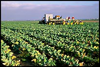 lettuce harvest, Salinas Valley. California, USA ( color)
