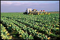 lettuce harvest, Salinas Valley. California, USA