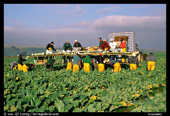 Farm workers picking up salads, Salinas Valley. California, USA