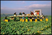 Farm workers picking up salads, Salinas Valley. California, USA ( color)