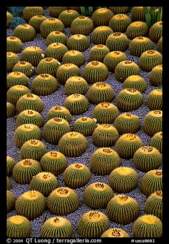 Decorative cactus on terrace of Getty Center, dusk. Brentwood, Los Angeles, California, USA<p>The name <i>Getty Center</i> is a trademark of the J. Paul Getty Trust. terragalleria.com is not affiliated with the J. Paul Getty Trust.</p>