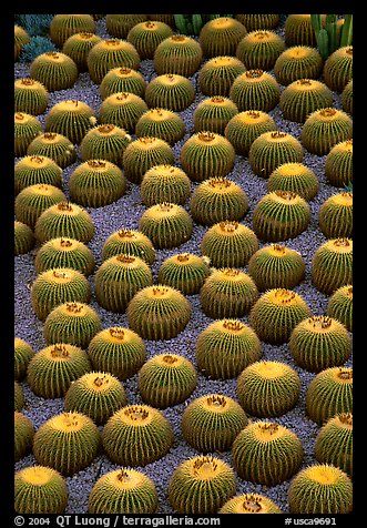 Decorative cactus on terrace of Getty Center, dusk, Brentwood. Los Angeles, California, USAThe name Getty Center is a trademark of the J. Paul Getty Trust. terragalleria.com is not affiliated with the J. Paul Getty Trust.