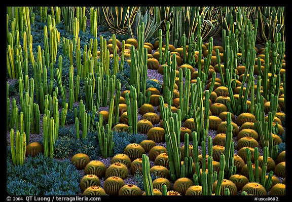 Decorative cactus on terrace of Getty Museum, dusk. Brentwood, Los Angeles, California, USA<p>The name <i>Getty Museum</i> is a trademark of the J. Paul Getty Trust. terragalleria.com is not affiliated with the J. Paul Getty Trust.</p>