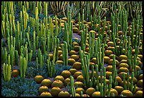 Decorative cactus on terrace of Getty Museum, dusk. Brentwood, Los Angeles, California, USA<p>The name <i>Getty Museum</i> is a trademark of the J. Paul Getty Trust. terragalleria.com is not affiliated with the J. Paul Getty Trust.</p> (color)