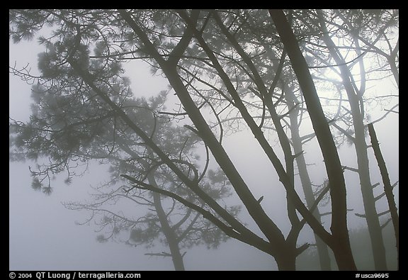Pine trees in fog, La Jolla. La Jolla, San Diego, California, USA (color)