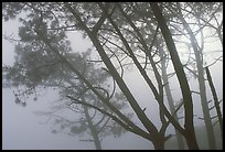 Pine trees in fog, La Jolla. La Jolla, San Diego, California, USA