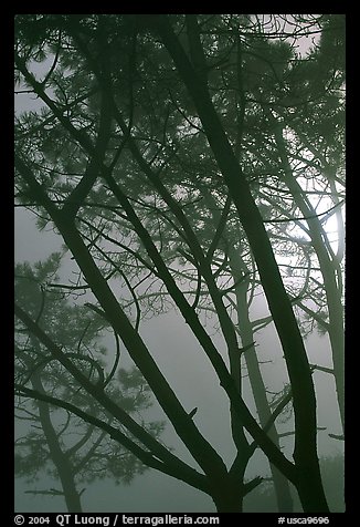 Pine trees in fog, La Jolla. La Jolla, San Diego, California, USA (color)