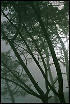 Pine trees in fog, La Jolla. La Jolla, San Diego, California, USA (color)