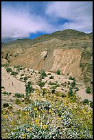 Yellow desert wildflowers, San Ysidro Mountains. Anza Borrego Desert State Park, California, USA