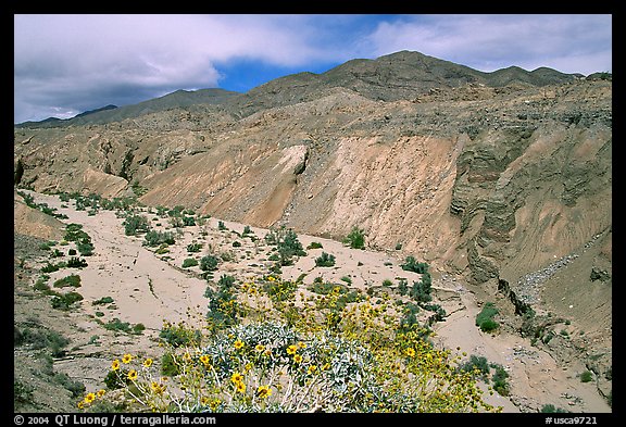 Yellow desert wildflowers, San Ysidro Mountains. Anza Borrego Desert State Park, California, USA (color)