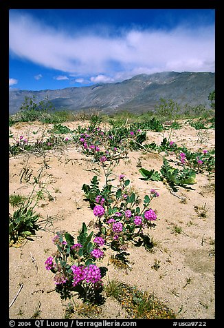 Purple desert wildflowers, San Ysidro Mountains. Anza Borrego Desert State Park, California, USA