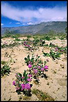 Purple desert wildflowers, San Ysidro Mountains. Anza Borrego Desert State Park, California, USA