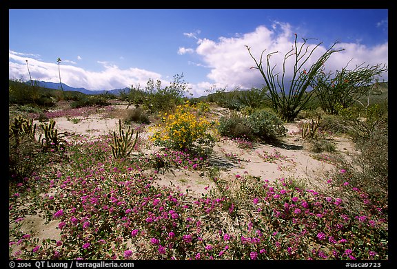 Desert wildflowers and Ocatillo. Anza Borrego Desert State Park, California, USA