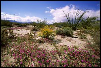 Desert wildflowers and Ocatillo. Anza Borrego Desert State Park, California, USA ( color)