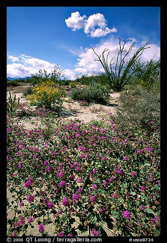 Desert wildflowers and Ocatillo. Anza Borrego Desert State Park, California, USA