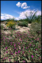 Desert wildflowers and Ocatillo. Anza Borrego Desert State Park, California, USA ( color)