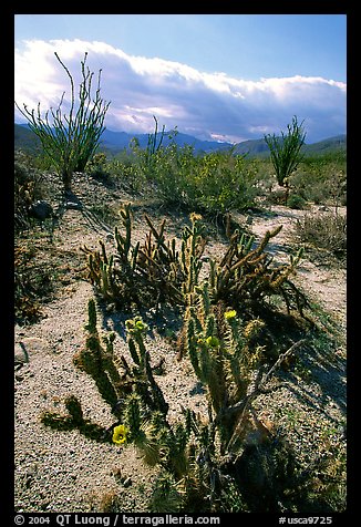 Cactus in bloom and Ocatillo,. Anza Borrego Desert State Park, California, USA (color)