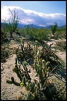 Cactus in bloom and Ocatillo,. Anza Borrego Desert State Park, California, USA (color)