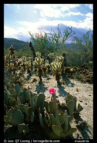 Cactus in bloom and Ocatillo,. Anza Borrego Desert State Park, California, USA