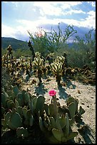 Cactus in bloom and Ocatillo,. Anza Borrego Desert State Park, California, USA (color)