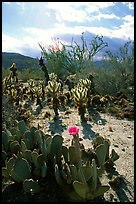 Cactus in bloom and Ocatillo,. Anza Borrego Desert State Park, California, USA