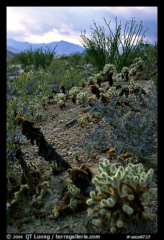 Cactus in cresote brush in bloom. Anza Borrego Desert State Park, California, USA