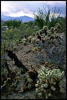 Cactus in cresote brush in bloom. Anza Borrego Desert State Park, California, USA