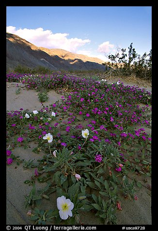 Daturas and pink wildflowers, evening. Anza Borrego Desert State Park, California, USA