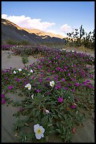 Daturas and pink wildflowers, evening. Anza Borrego Desert State Park, California, USA ( color)