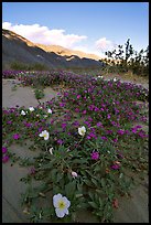 Daturas and pink wildflowers, evening. Anza Borrego Desert State Park, California, USA (color)