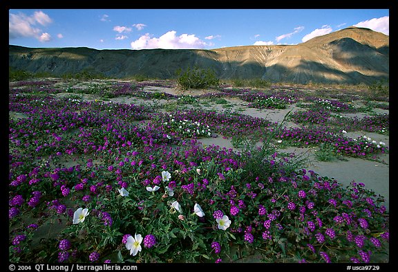 Daturas and wildflowers evening. Anza Borrego Desert State Park, California, USA