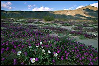 Daturas and wildflowers evening. Anza Borrego Desert State Park, California, USA ( color)