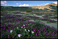 Daturas and wildflowers evening. Anza Borrego Desert State Park, California, USA