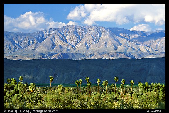 Palm Trees and mountains. Anza Borrego Desert State Park, California, USA